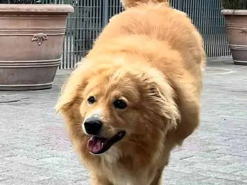 Adotta il cane DIOR a Milano