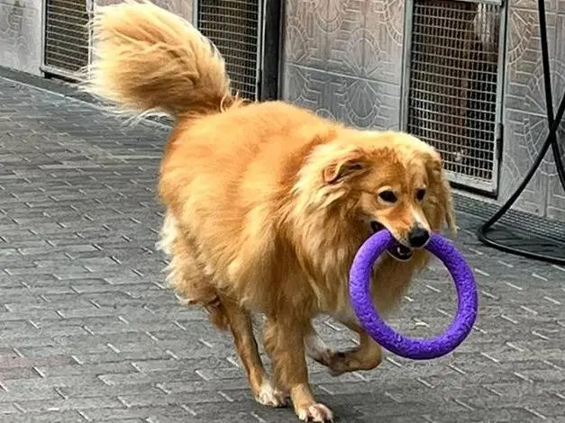 Adotta un cane, maschio, 3 anni e 9 mesi, Milano