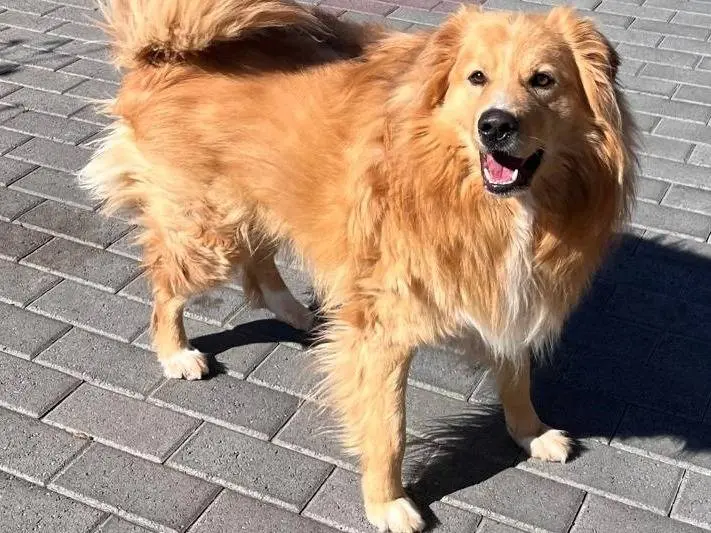 Adotta un cane, taglia media, maschio, Milano