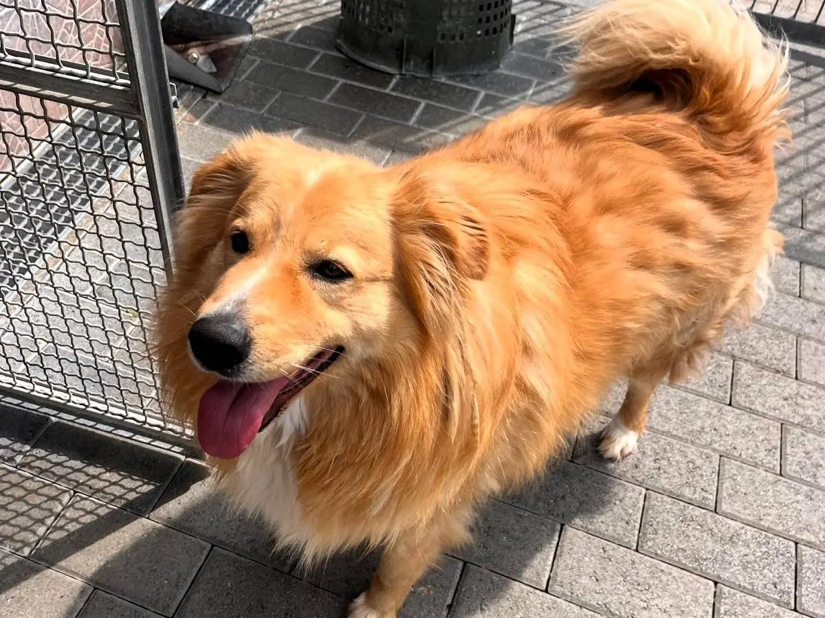 Vuoi adottare un cane a Milano?