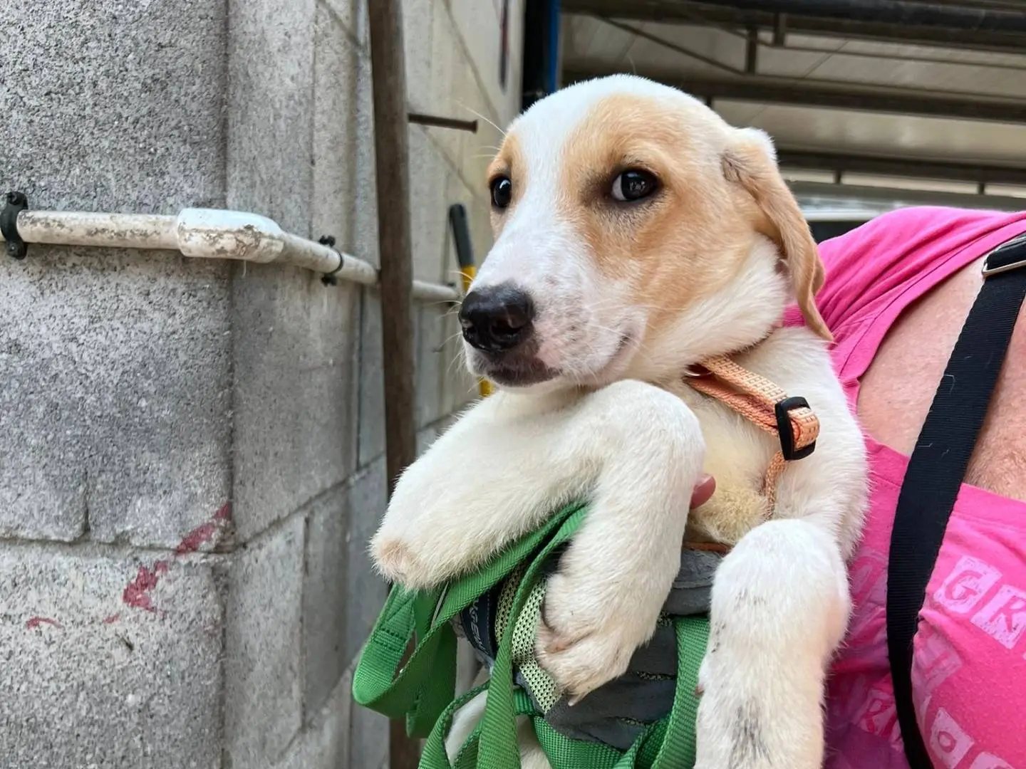 Adozione cane, femmina, Razza sconosciuta Razza sconosciuta, 1 anno e 10 mesi, taglia media, Milano