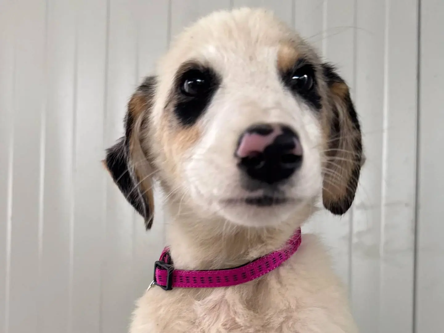 Adozione cane, femmina, Razza sconosciuta Razza sconosciuta, 3 mesi, taglia media, Matera