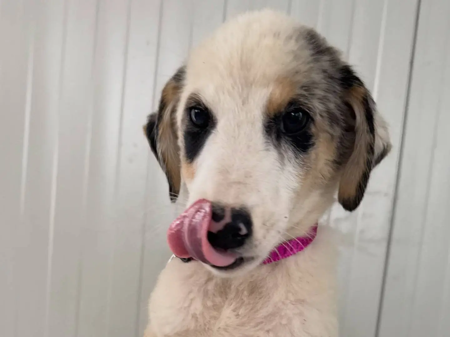 Adotta un cane, taglia media, femmina, Matera