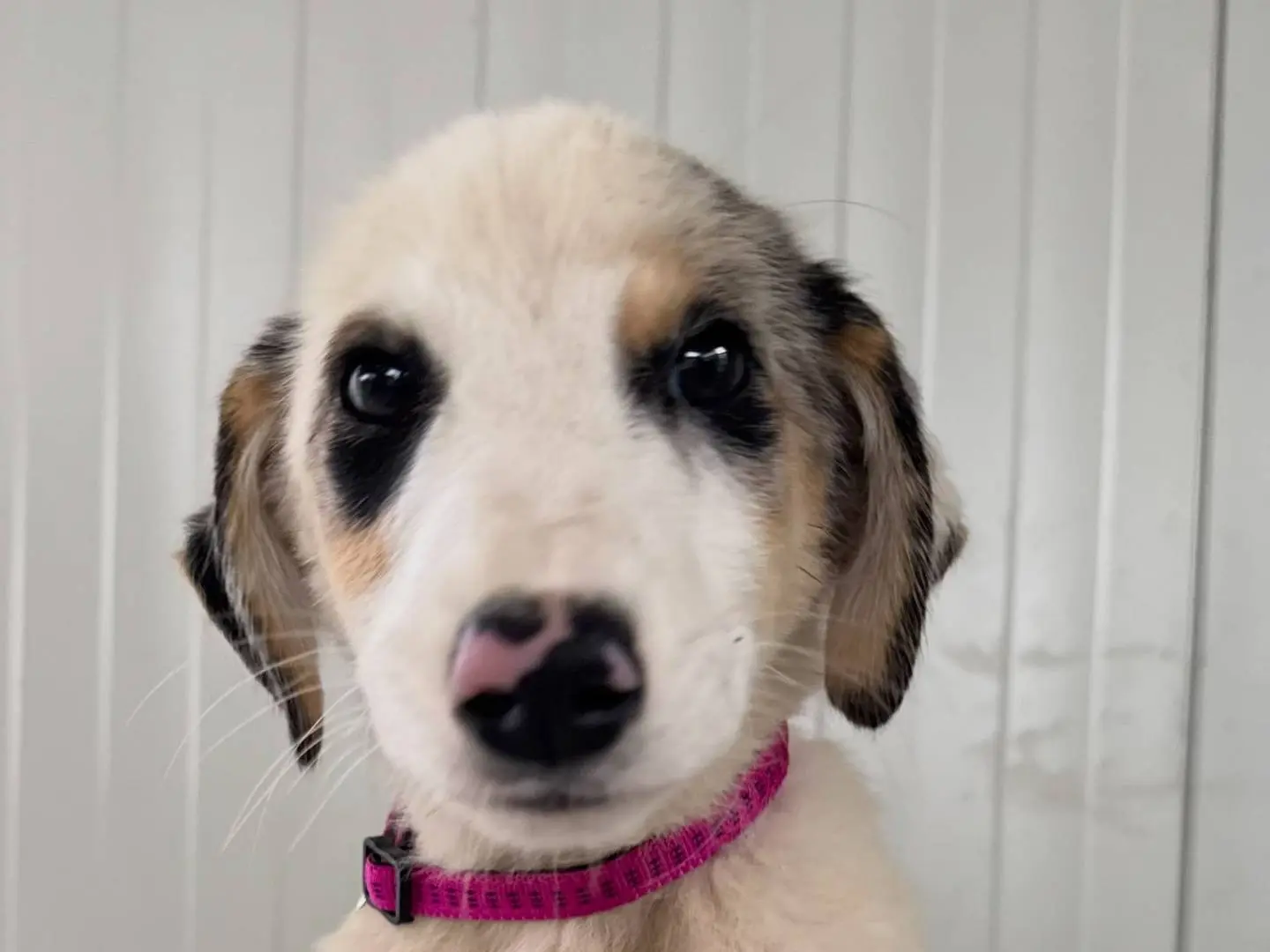 Adotta un cane, femmina, 3 mesi, Matera