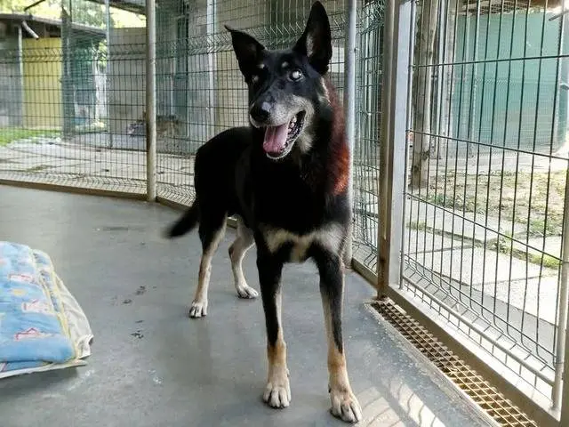 Foto 3 dell'animale