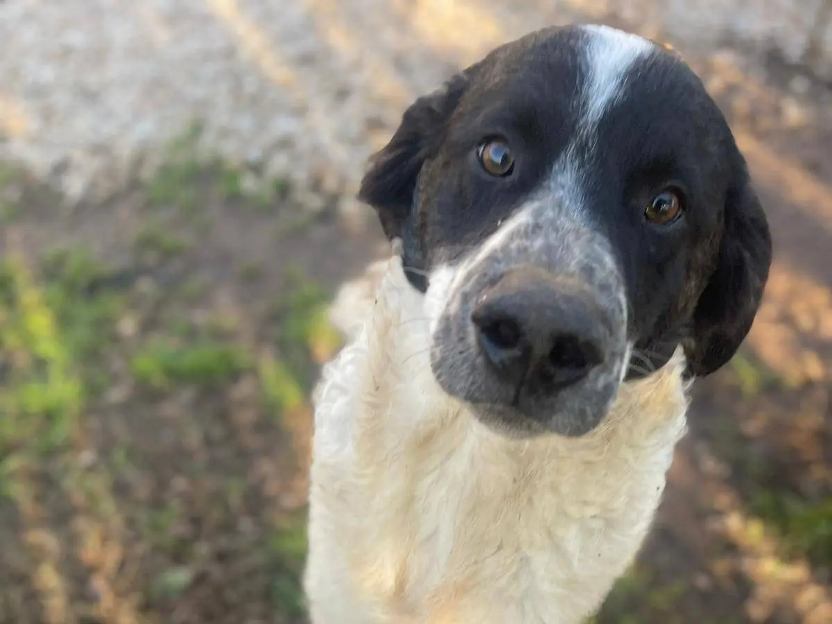 Adozione cane, maschio, Setter Inglese Razza sconosciuta, 1 anno e 2 mesi, taglia media, Frosinone