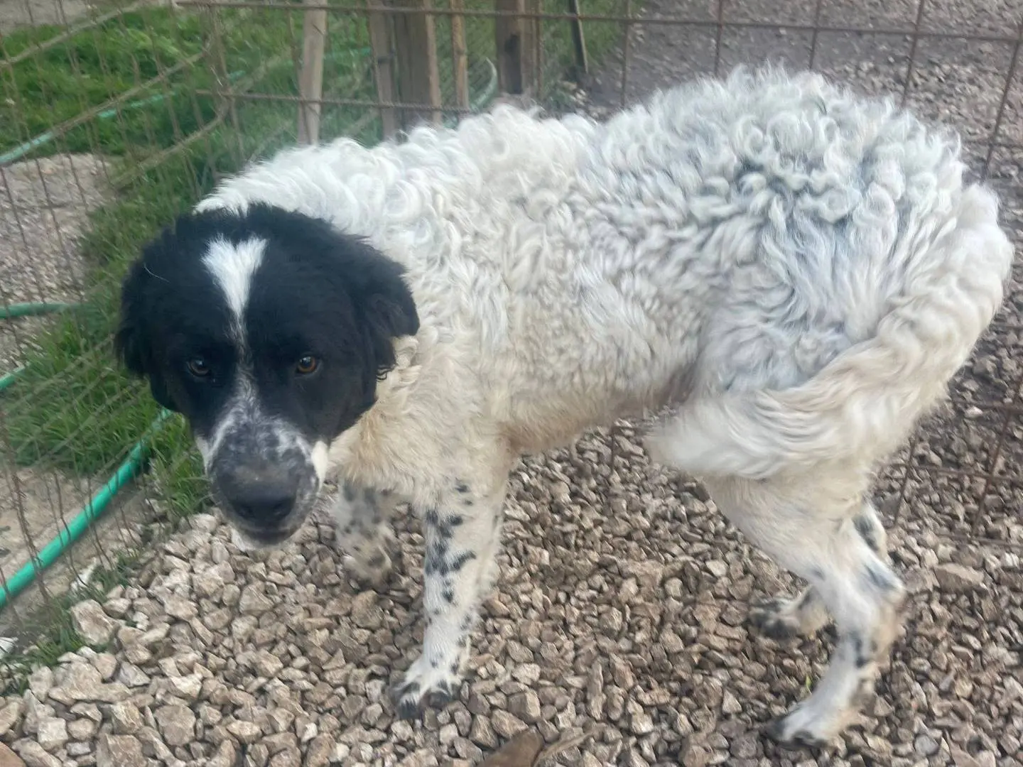 Adotta un cane, maschio, 1 anno e 2 mesi, Frosinone