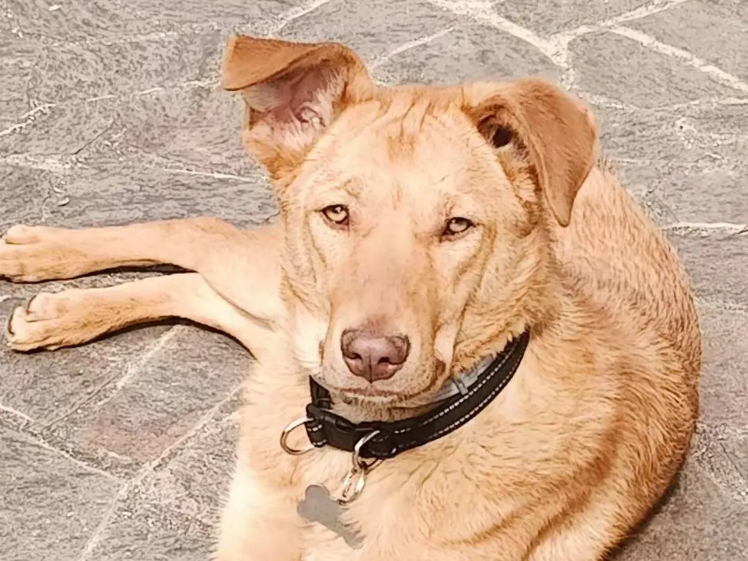 Vuoi adottare un cane a Pordenone?