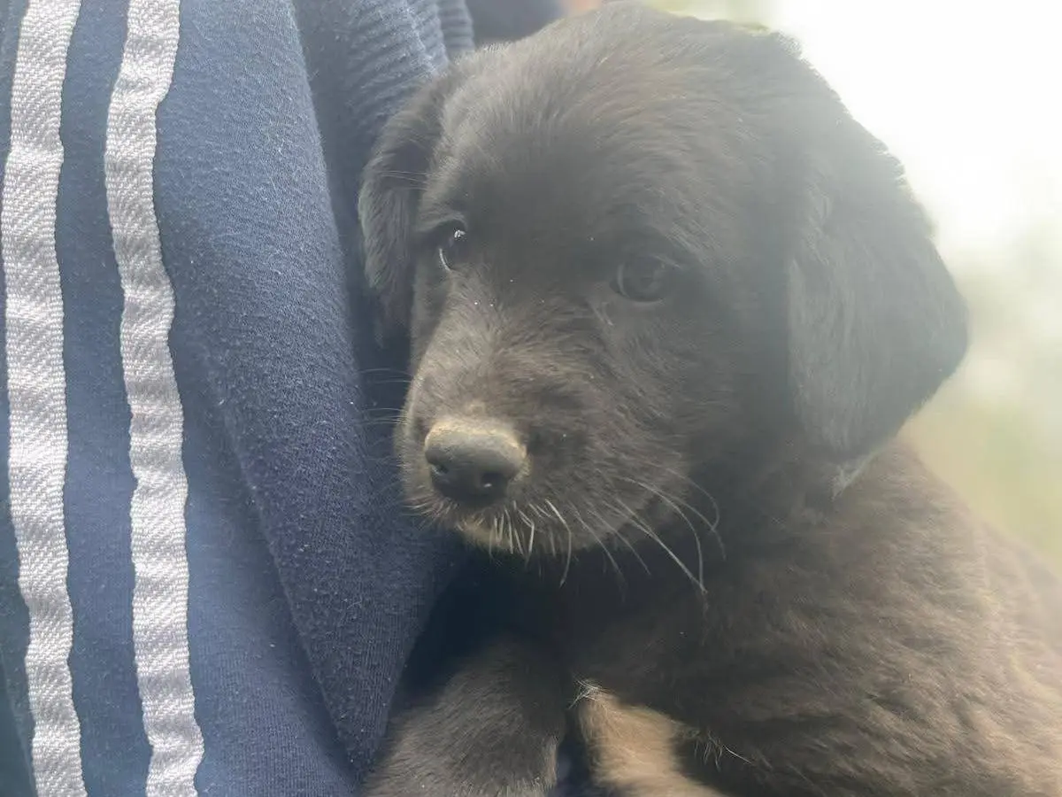 Adozione cane, maschio, Razza sconosciuta Razza sconosciuta, 9 mesi, taglia media, Frosinone