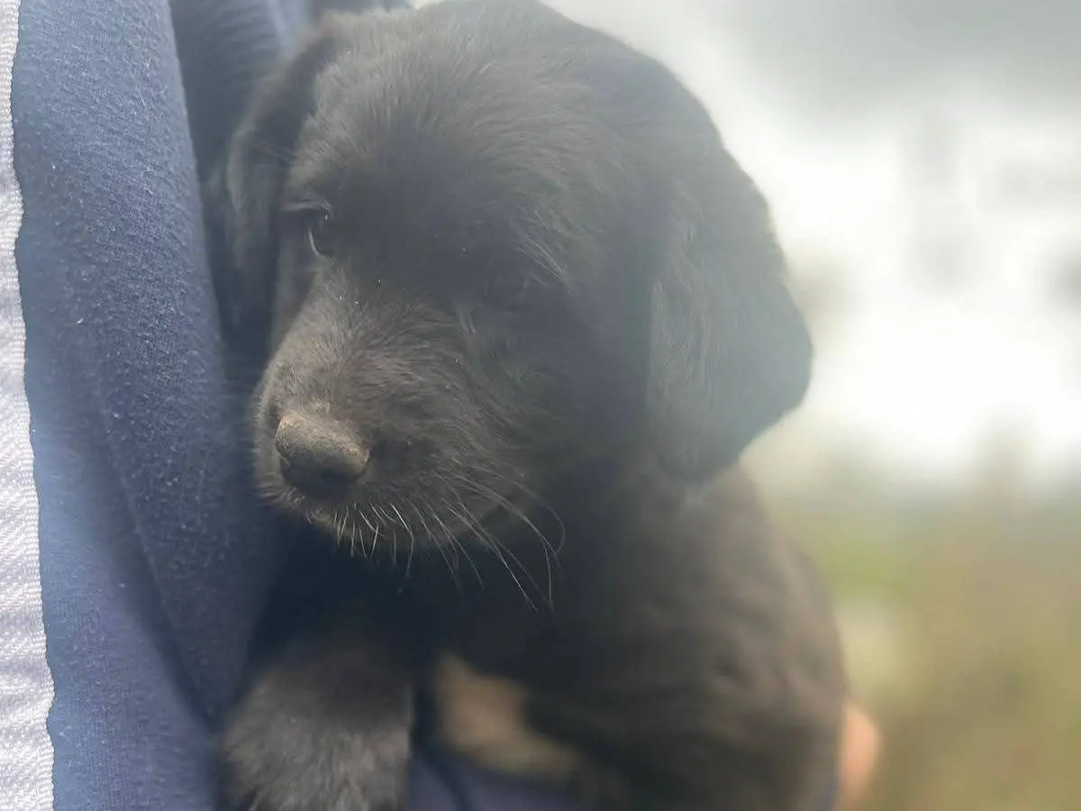Adotta un cane, maschio, 9 mesi, Frosinone