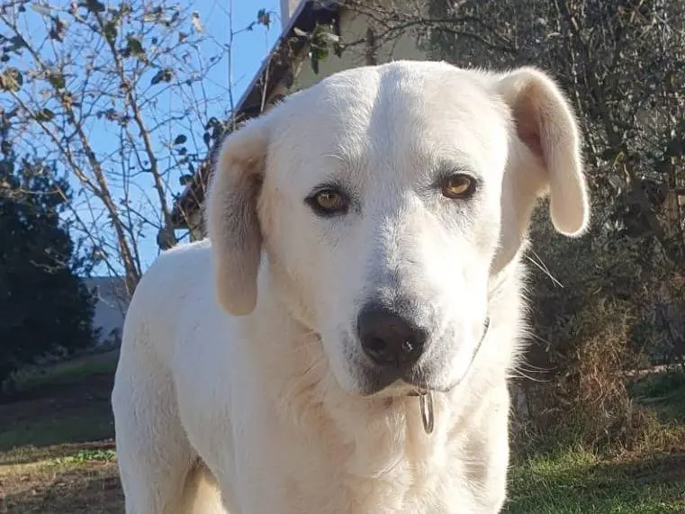 Adotta un cane, maschio, 6 anni e 2 mesi, Roma