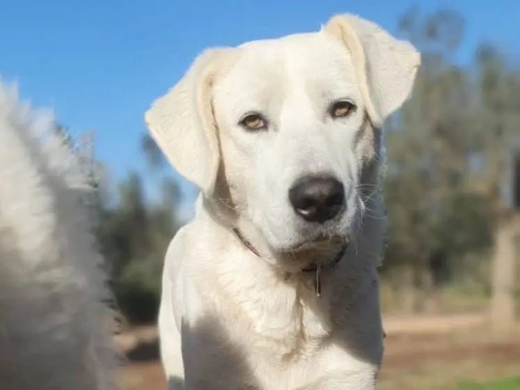 Adozione cane, maschio, meticcio, 6 anni e 2 mesi, taglia grande, Roma