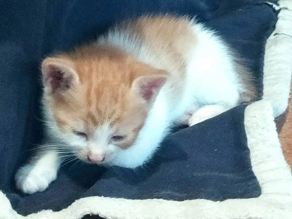 Adotta un gatto, maschio, 2 mesi, Varese