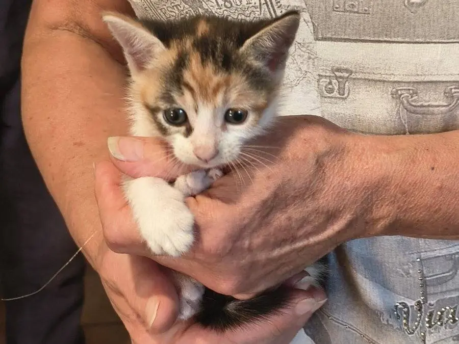 Adotta il gatto Dodo a Varese
