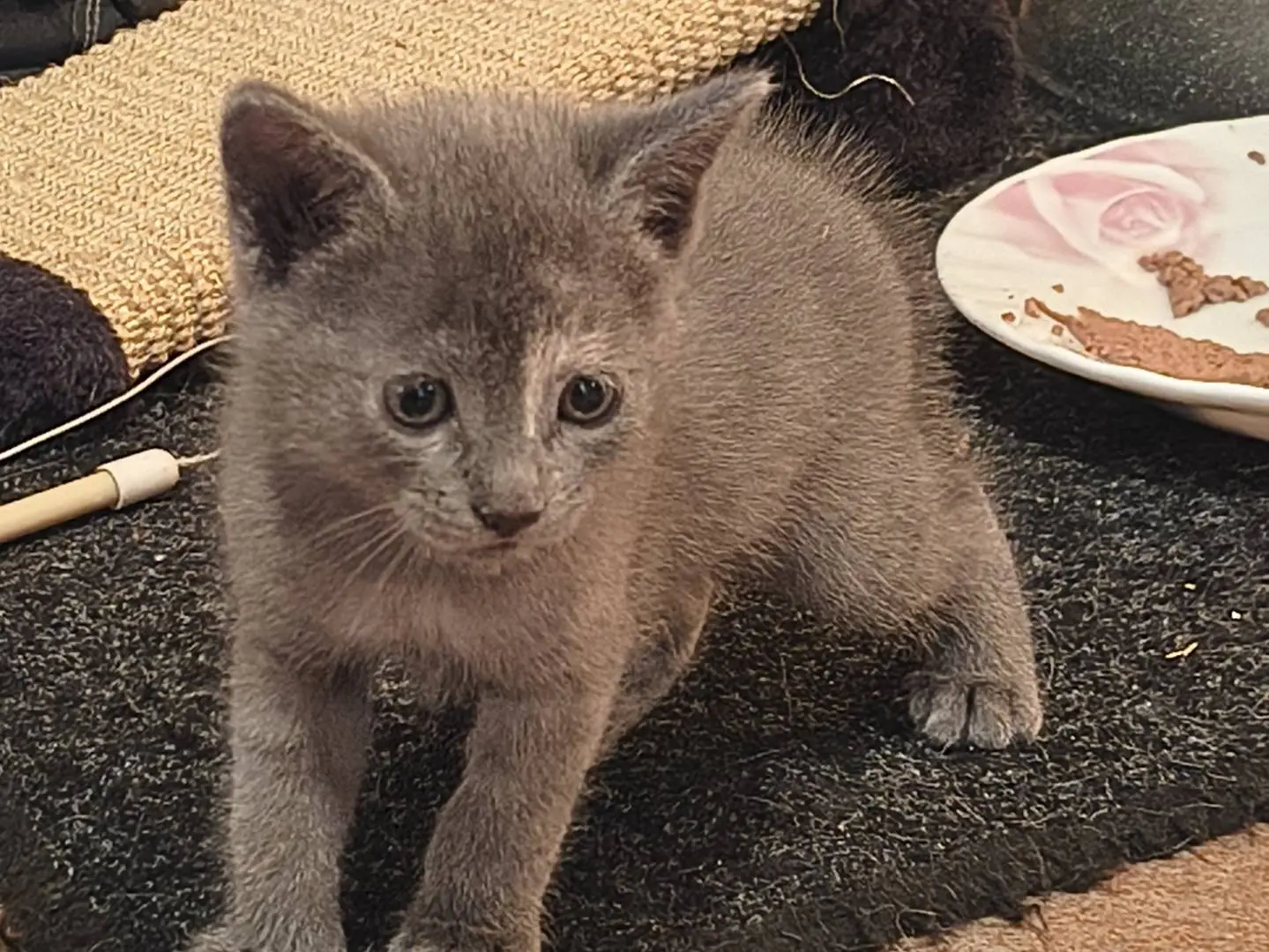 Adotta un gatto, taglia non valida, maschio, Varese