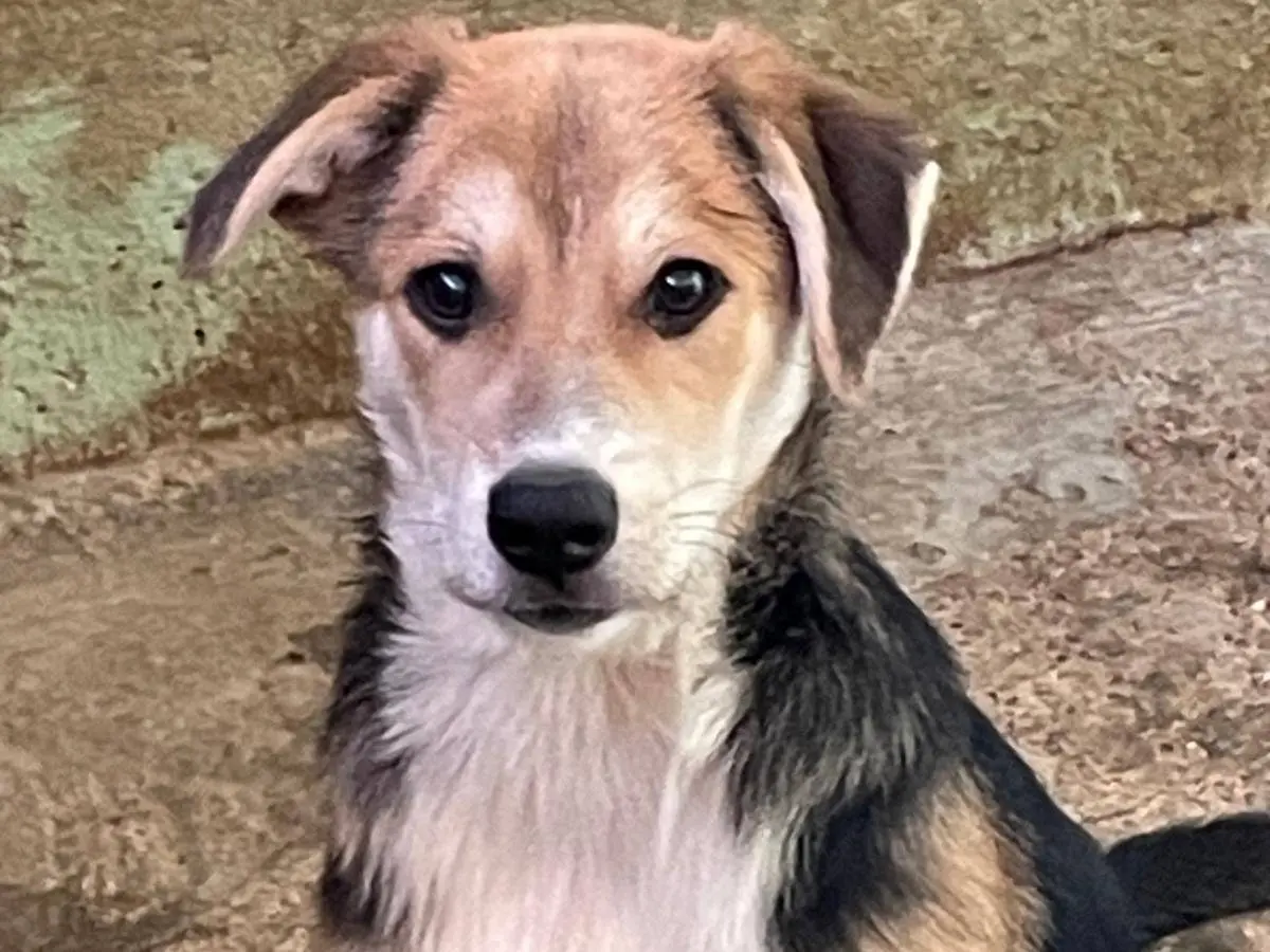 Adotta un cane, maschio, 5 mesi, Asti