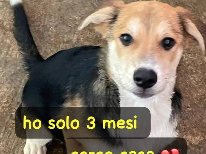 Adozione cane, maschio, Razza sconosciuta Razza sconosciuta, 5 mesi, taglia media, Asti