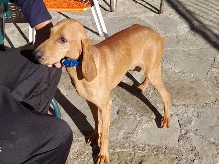 Adotta il cane Edo a Piacenza