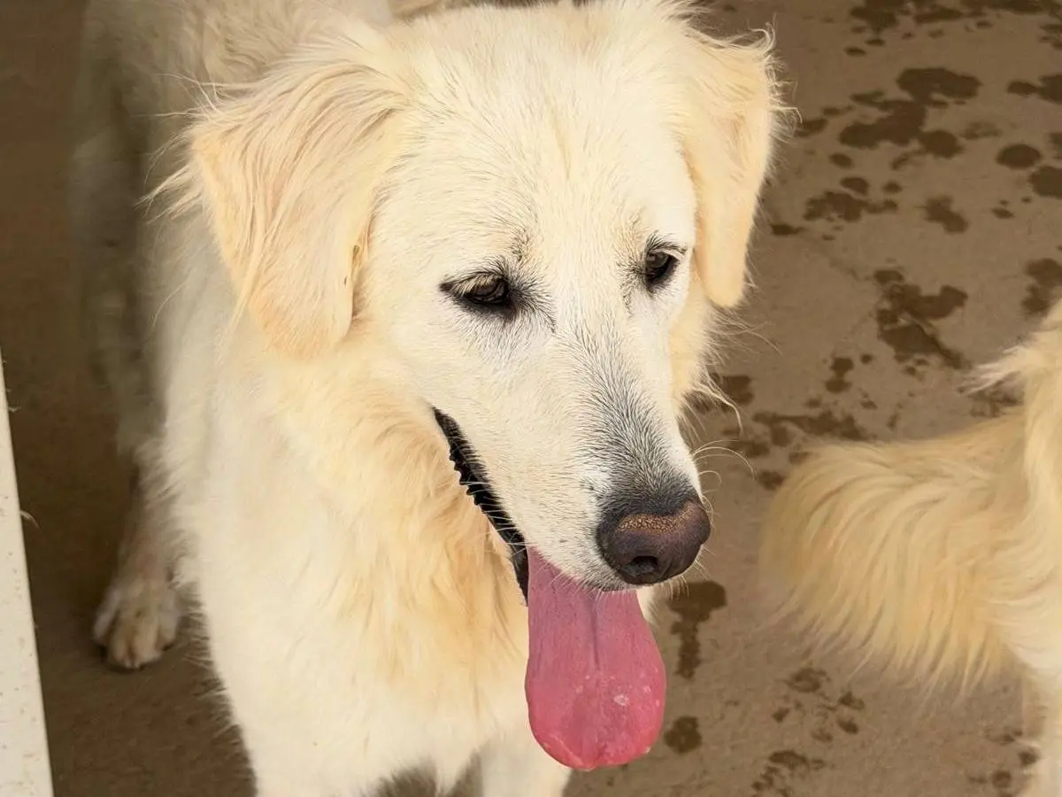 Adotta un cane, taglia media, femmina, Sassari