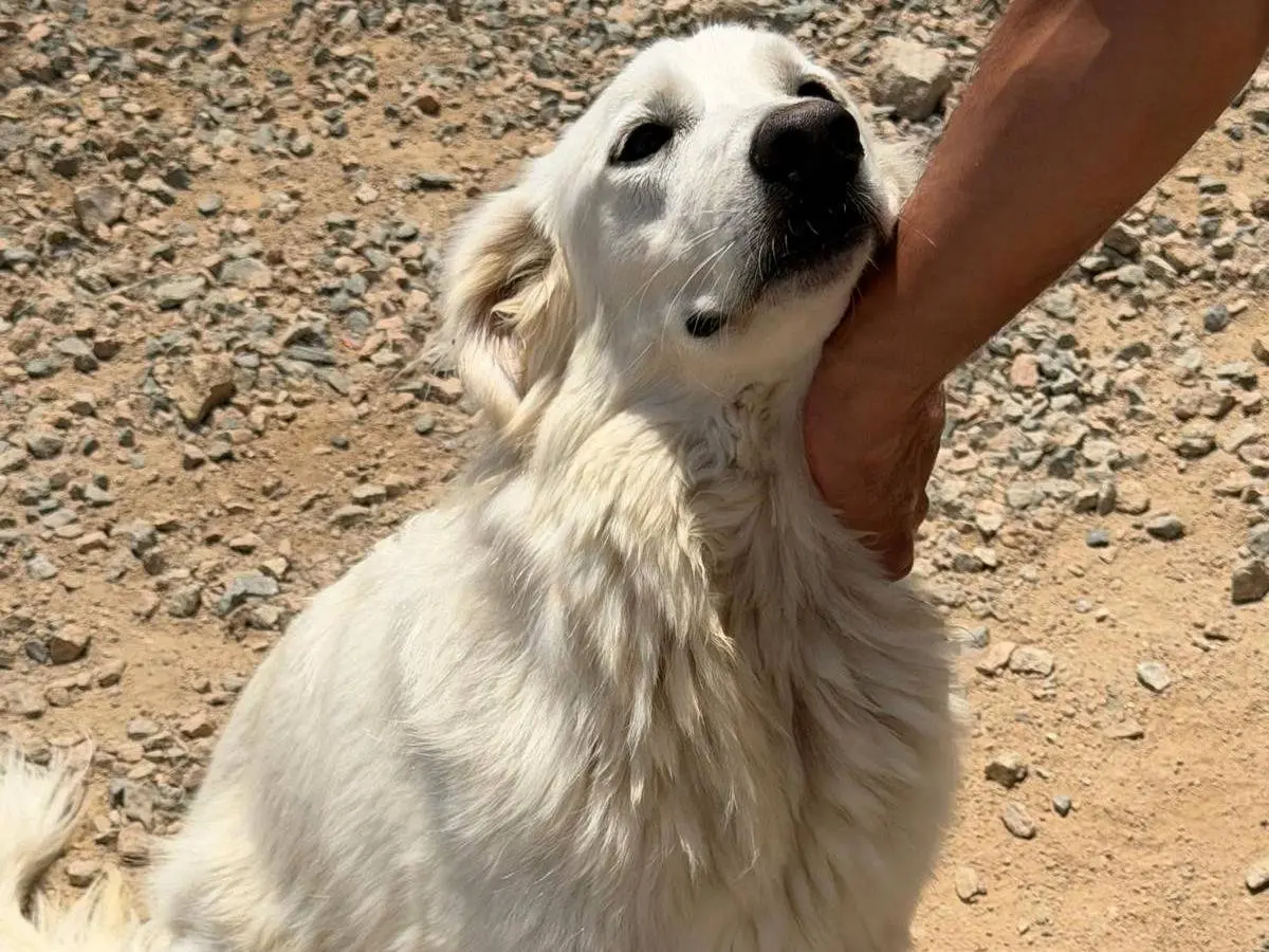 Adotta un cane, femmina, 2 anni e 9 mesi, Sassari
