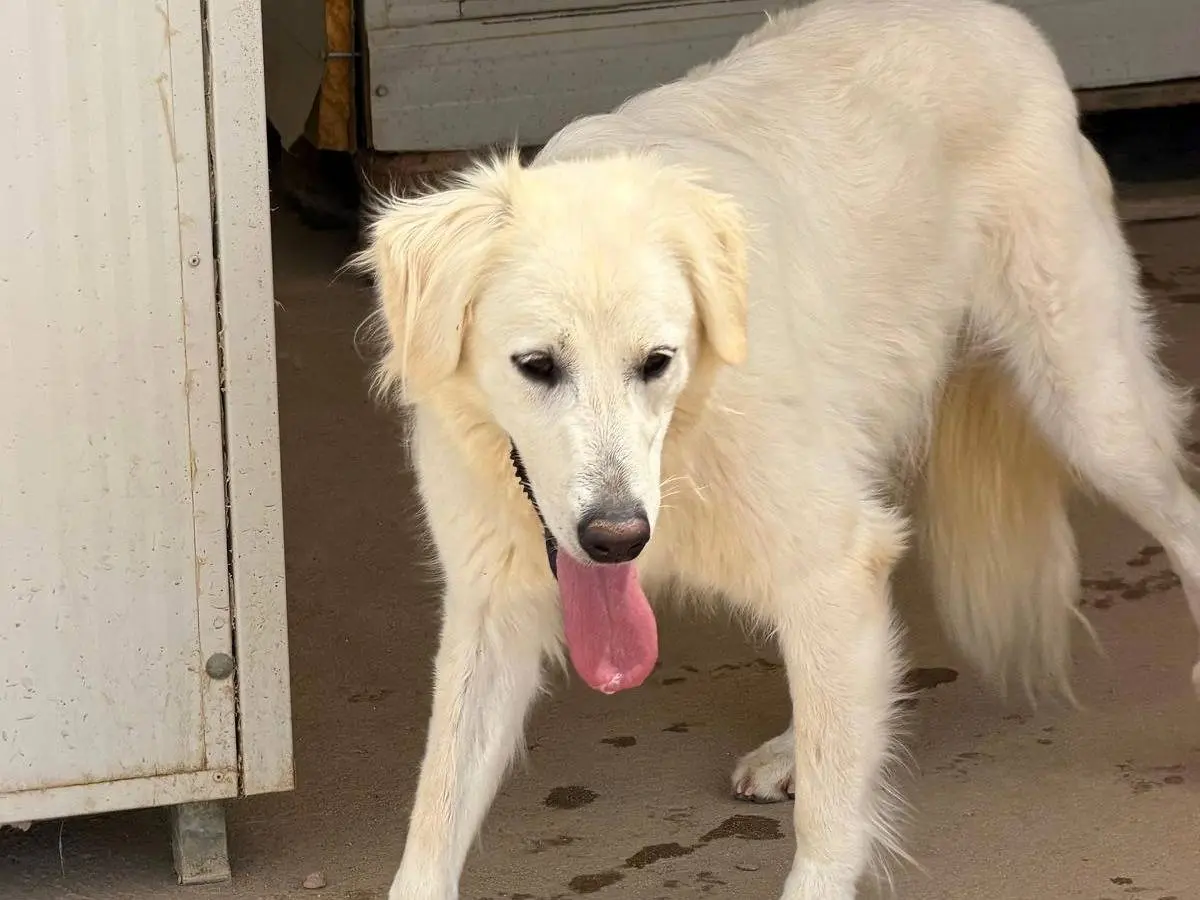 Adozione cane, femmina, Razza sconosciuta Razza sconosciuta, 2 anni e 9 mesi, taglia media, Sassari