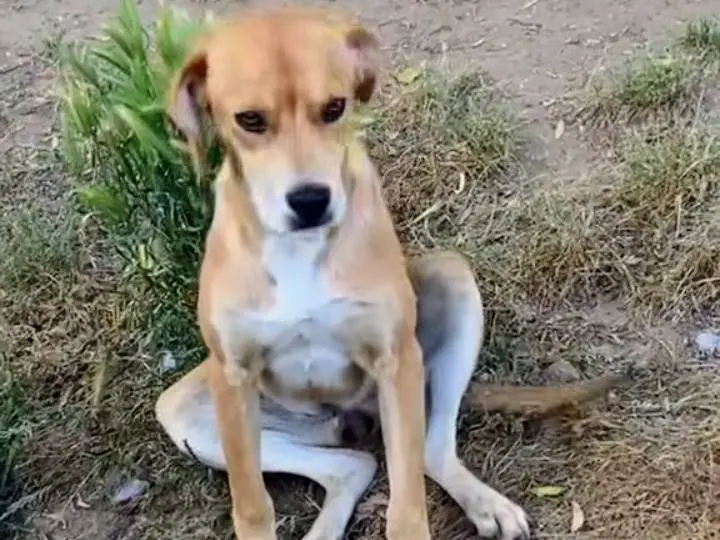 Adozione cane, femmina, Razza sconosciuta Razza sconosciuta, 1 anno e 2 mesi, taglia media contenuta, Vibo