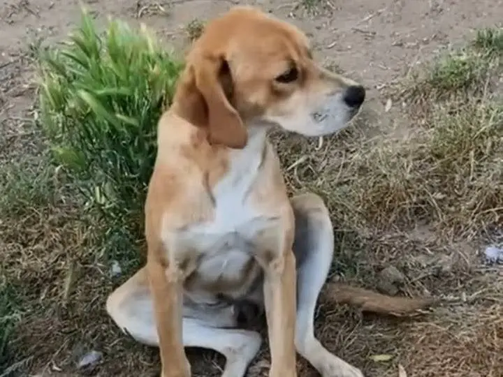 Vuoi adottare un cane a Vibo?