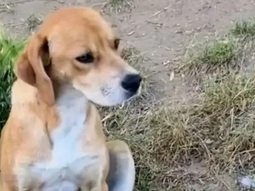 Adotta un cane, femmina, 1 anno e 2 mesi, Vibo