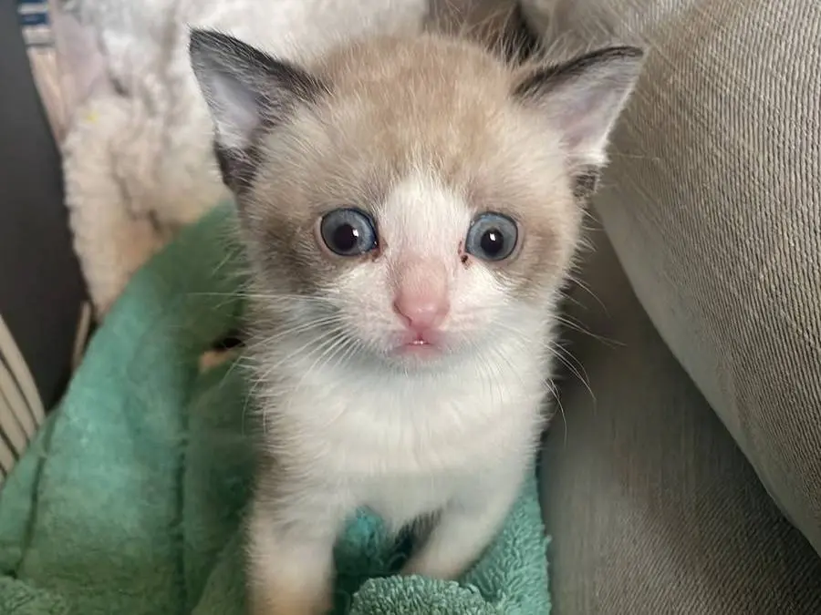 Adozione gatto, femmina, Razza sconosciuta Razza sconosciuta, 1 mese, taglia non valida, Firenze