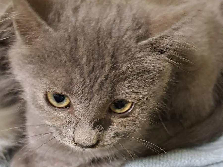 Adozione gatto, maschio, Razza sconosciuta Razza sconosciuta, 2 mesi, taglia non valida, Ravenna