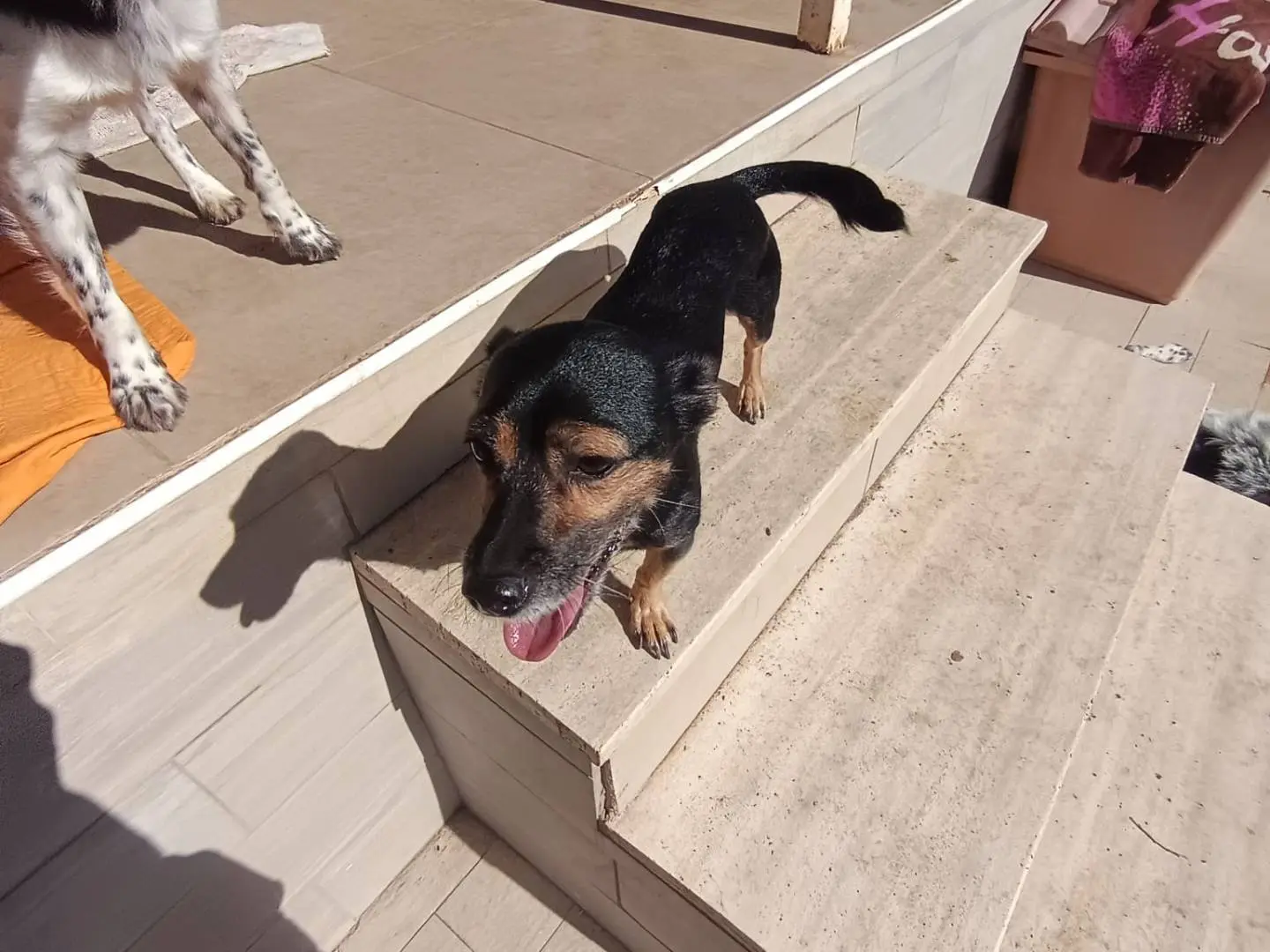Adozione cane, femmina, Razza sconosciuta Razza sconosciuta, 8 anni, taglia piccola, Latina