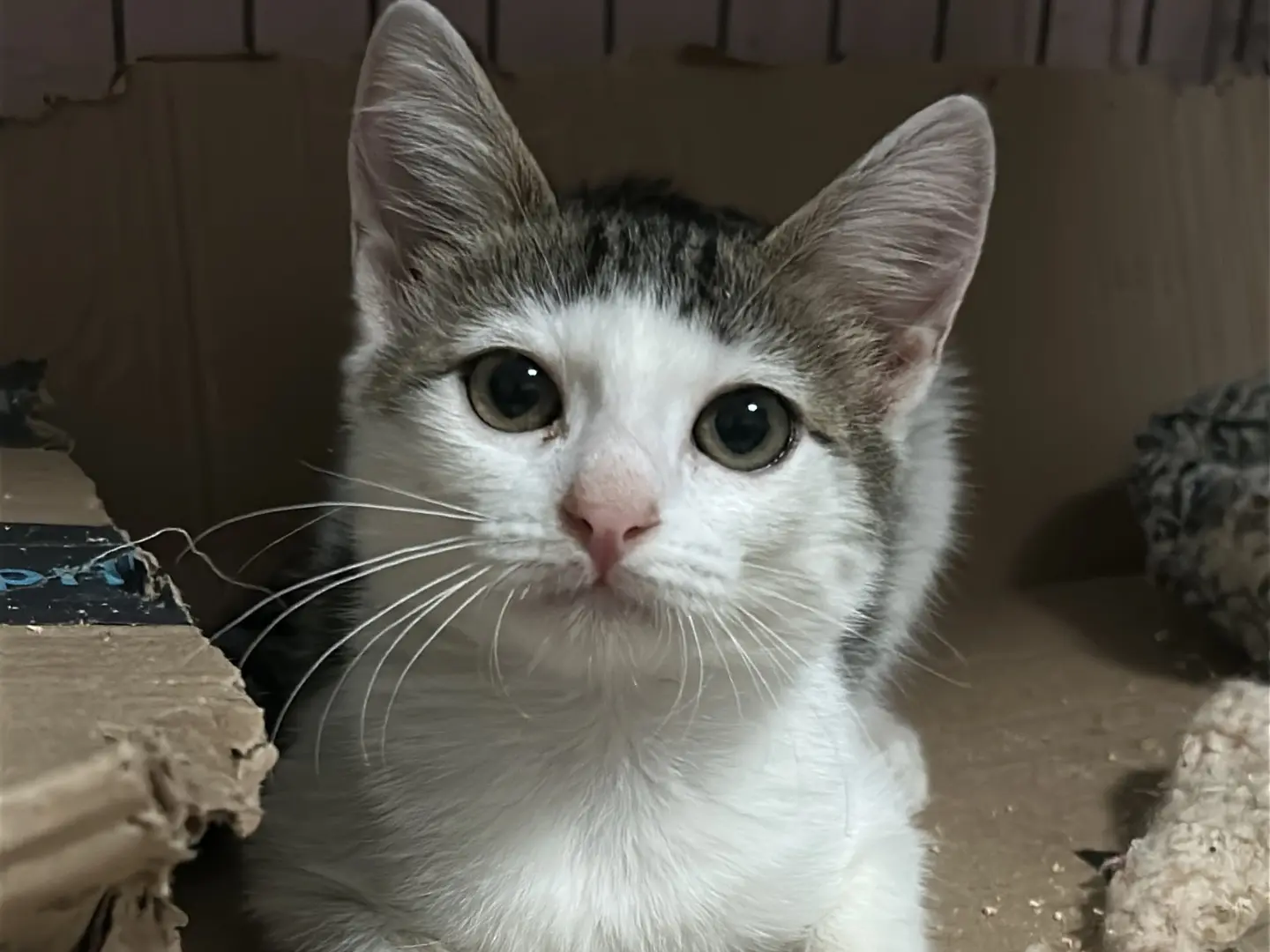 Adozione gatto, femmina, Razza sconosciuta Razza sconosciuta, 3 mesi, taglia non valida, Bari