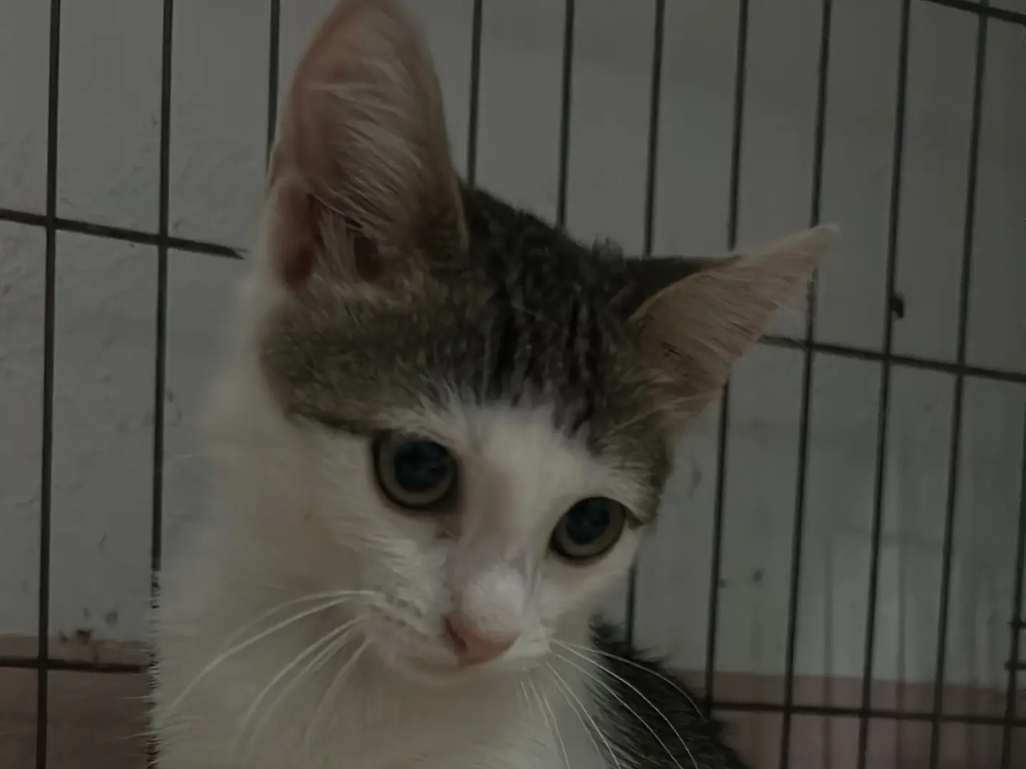 Adotta un gatto, femmina, 3 mesi, Bari