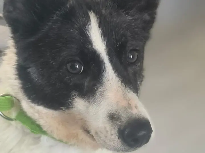 Adotta un cane, femmina, 2 anni e 2 mesi, Cosenza
