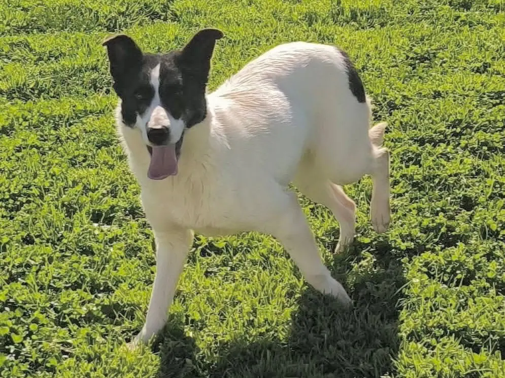 Adozione cane, femmina, Razza sconosciuta Razza sconosciuta, 2 anni e 2 mesi, taglia media contenuta, Cosenza