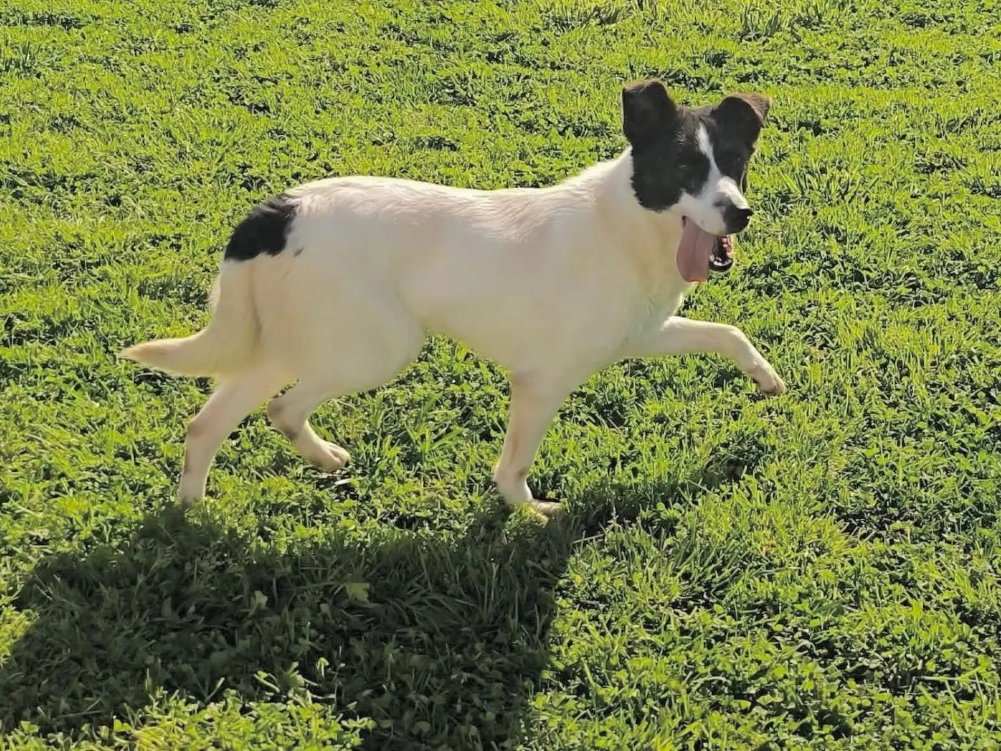 Adotta un cane, taglia media contenuta, femmina, Cosenza