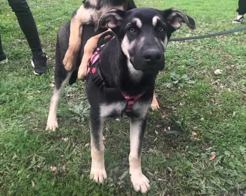Adozione cane, femmina, Pastore tedesco, 5 anni e 3 mesi, taglia media, Bari
