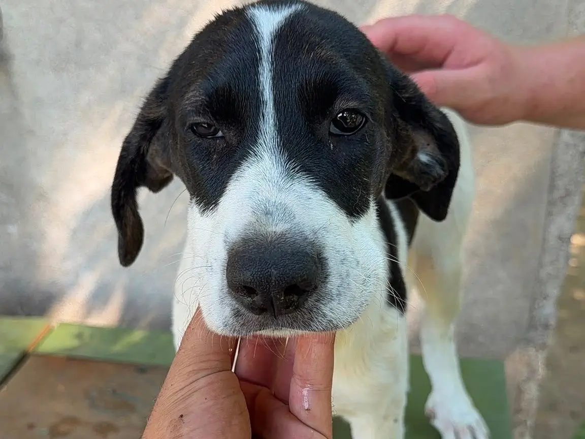Adozione cane, femmina, Labrador Retriever Razza sconosciuta, 5 mesi, taglia media, Frosinone