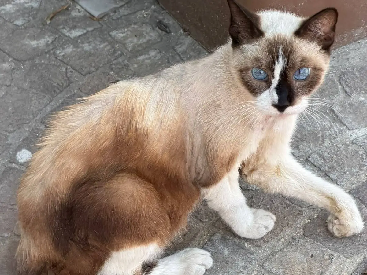 Adozione gatto, femmina, Siamese Razza sconosciuta, 7 mesi, taglia non valida, Napoli