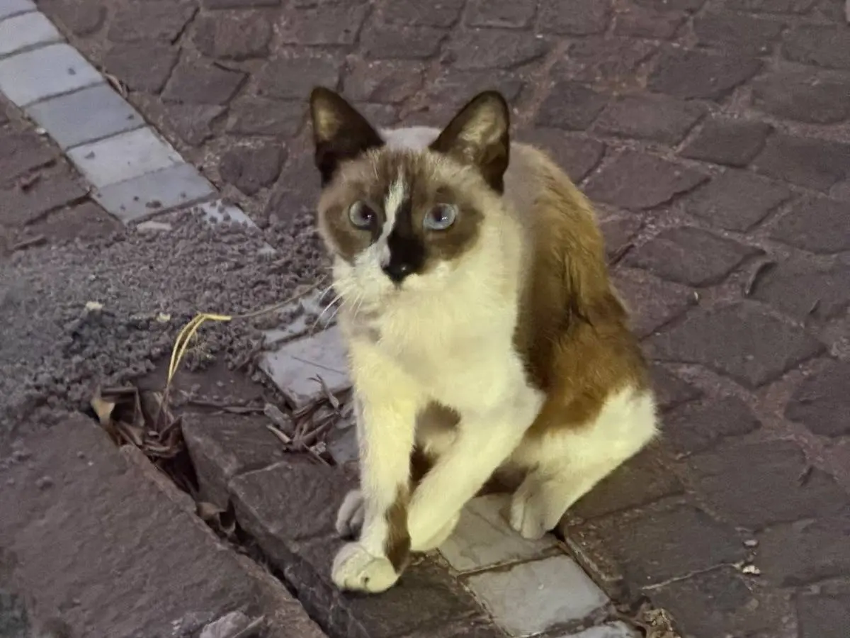 Adotta un gatto, femmina, 7 mesi, Napoli