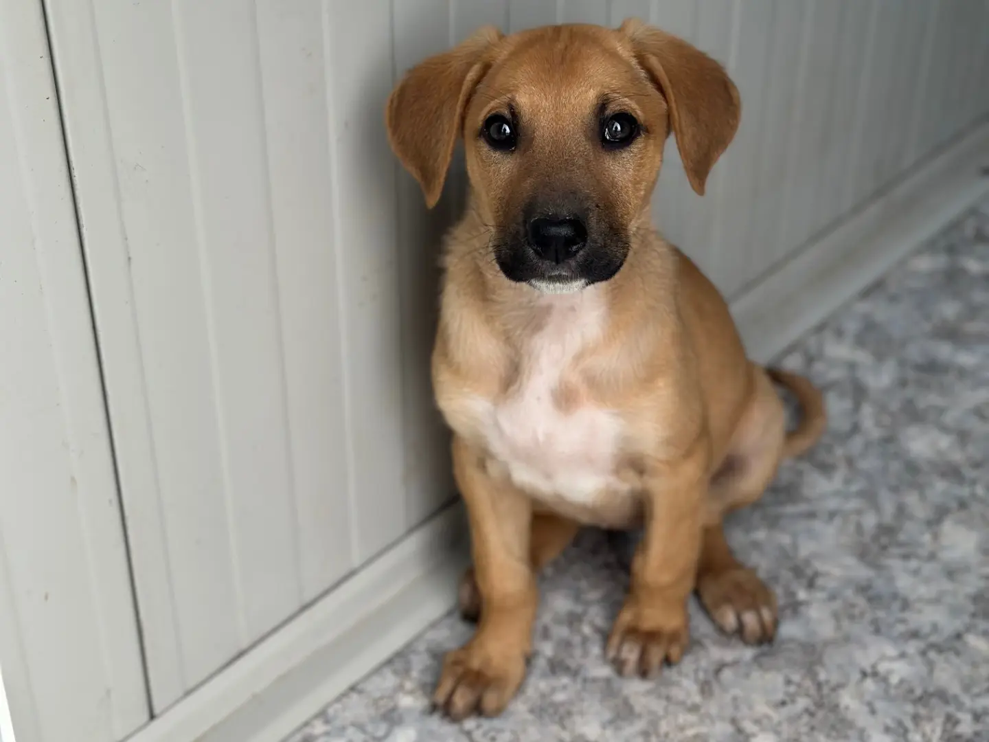 Vuoi adottare un cane a Siracusa?