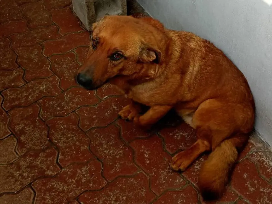Adozione cane, maschio, Pastore tedesco Razza sconosciuta, 4 anni e 9 mesi, taglia media, Asti