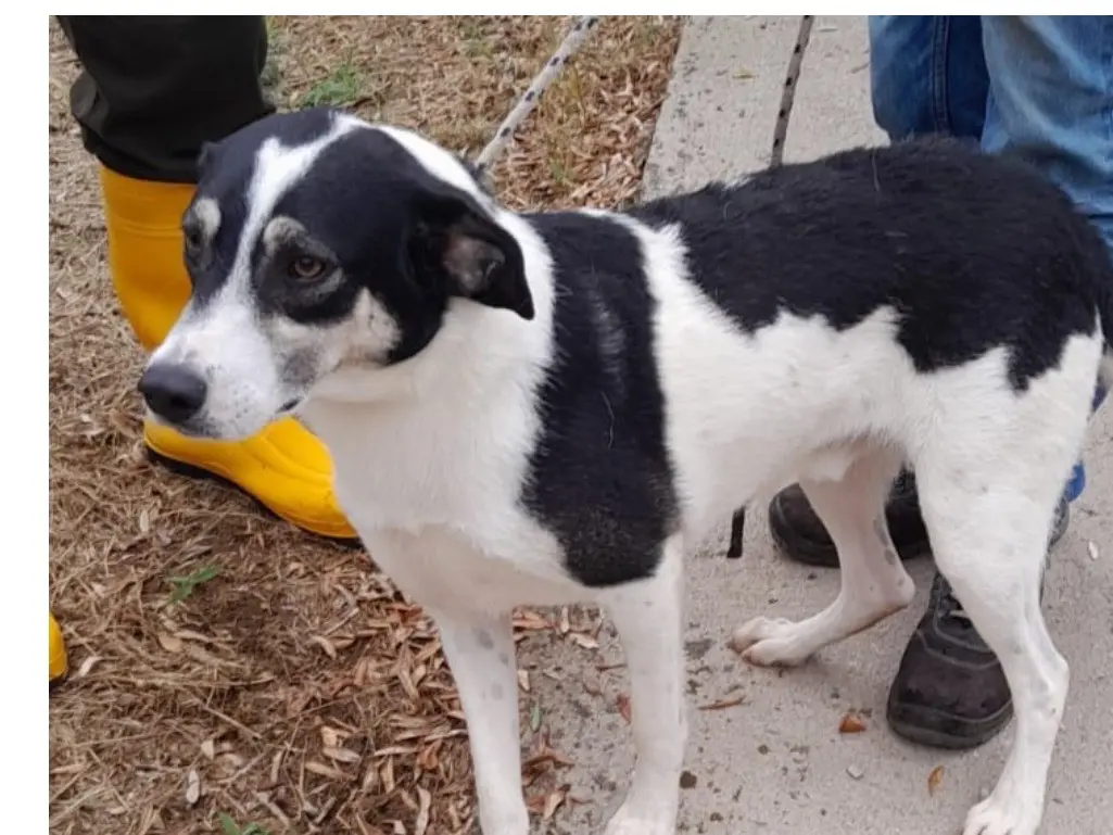 Adozione cane, maschio, Razza sconosciuta Razza sconosciuta, 3 anni e 9 mesi, taglia media contenuta, Latina
