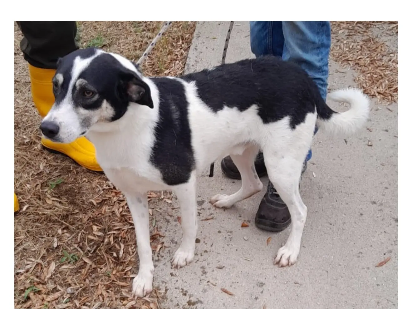Adotta un cane, maschio, 3 anni e 9 mesi, Latina