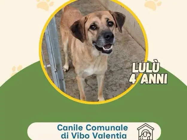 Adozione cane, femmina, Razza sconosciuta Razza sconosciuta, 4 anni e 2 mesi, taglia media, Vibo