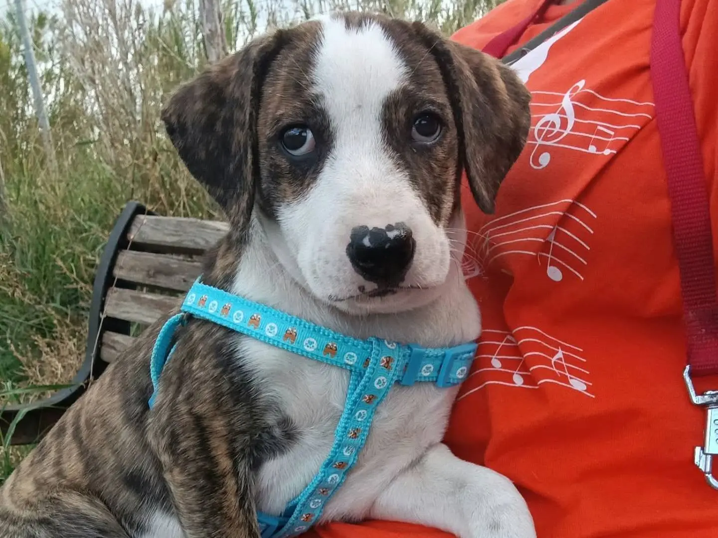 Adozione cane, femmina, Razza sconosciuta Razza sconosciuta, 3 mesi, taglia piccola, Cosenza