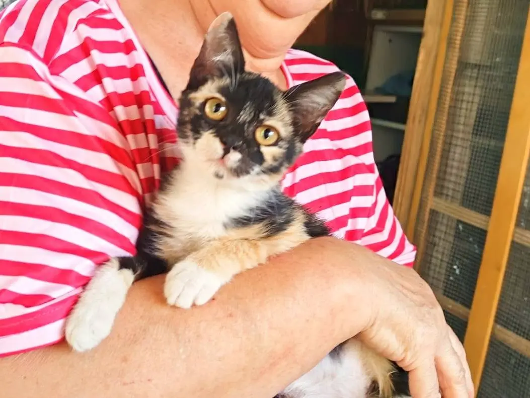 Adozione gatto, femmina, Razza sconosciuta Razza sconosciuta, 2 mesi, taglia non valida, Cremona
