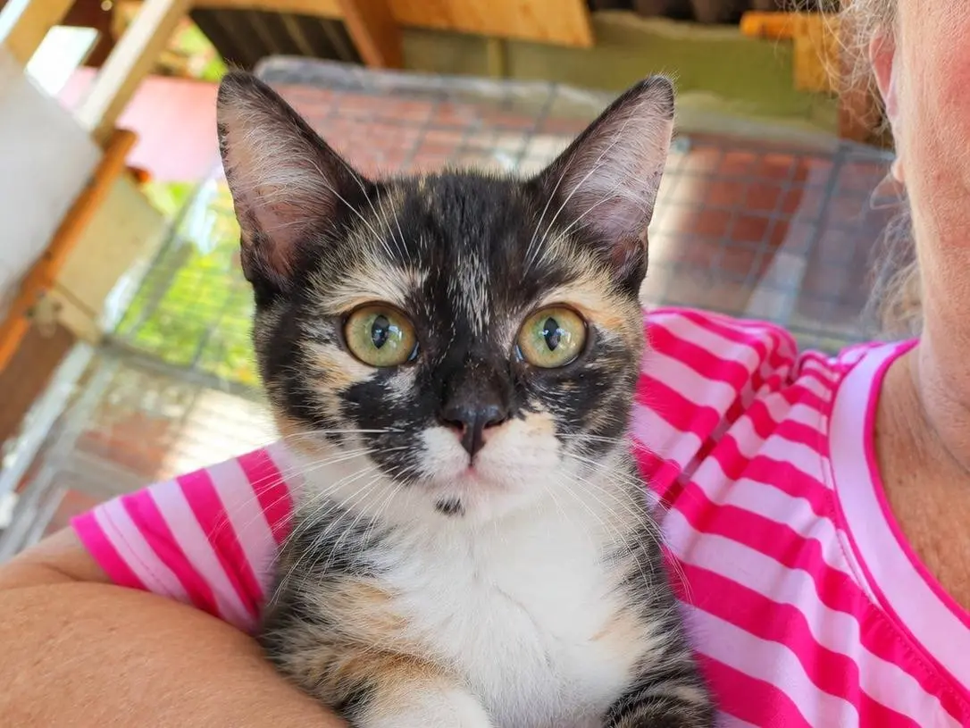 Adotta un gatto, femmina, 2 mesi, Cremona