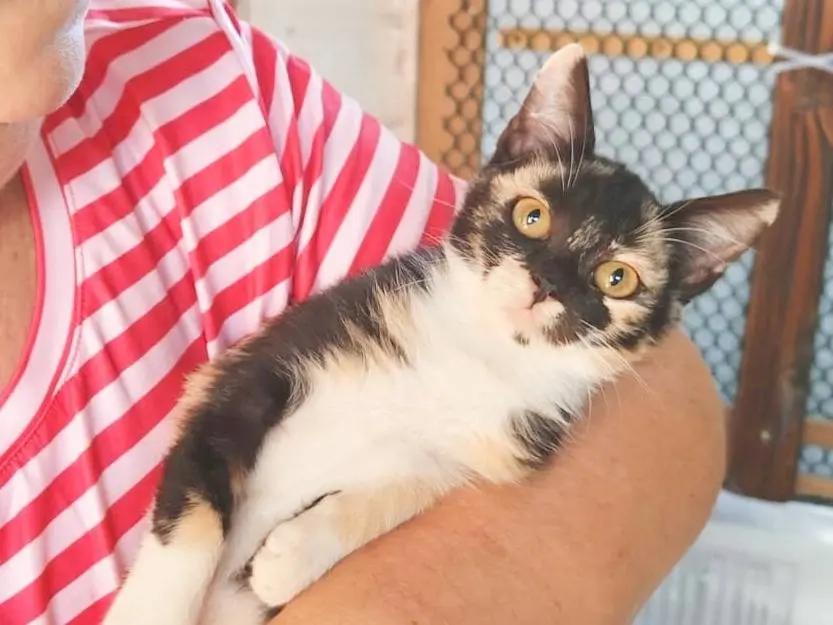 Adotta un gatto, taglia non valida, femmina, Cremona