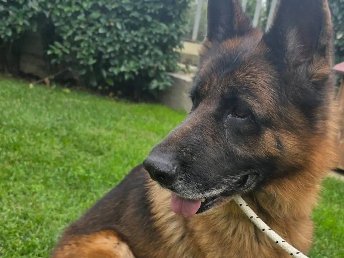 Adozione cane, maschio, Pastore tedesco Razza sconosciuta, 5 anni e 4 mesi, taglia grande, Crotone